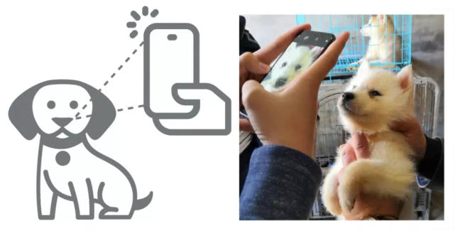 Face Recognition Ceaselessly Boom,Dog Face Recognition Is Coming